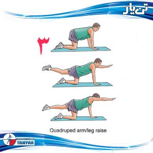 quadruped arm and leg raise
